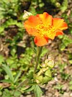 Geum chiloense (fam Rosacees) (Andes) (3) (Photo F. Mrugala)